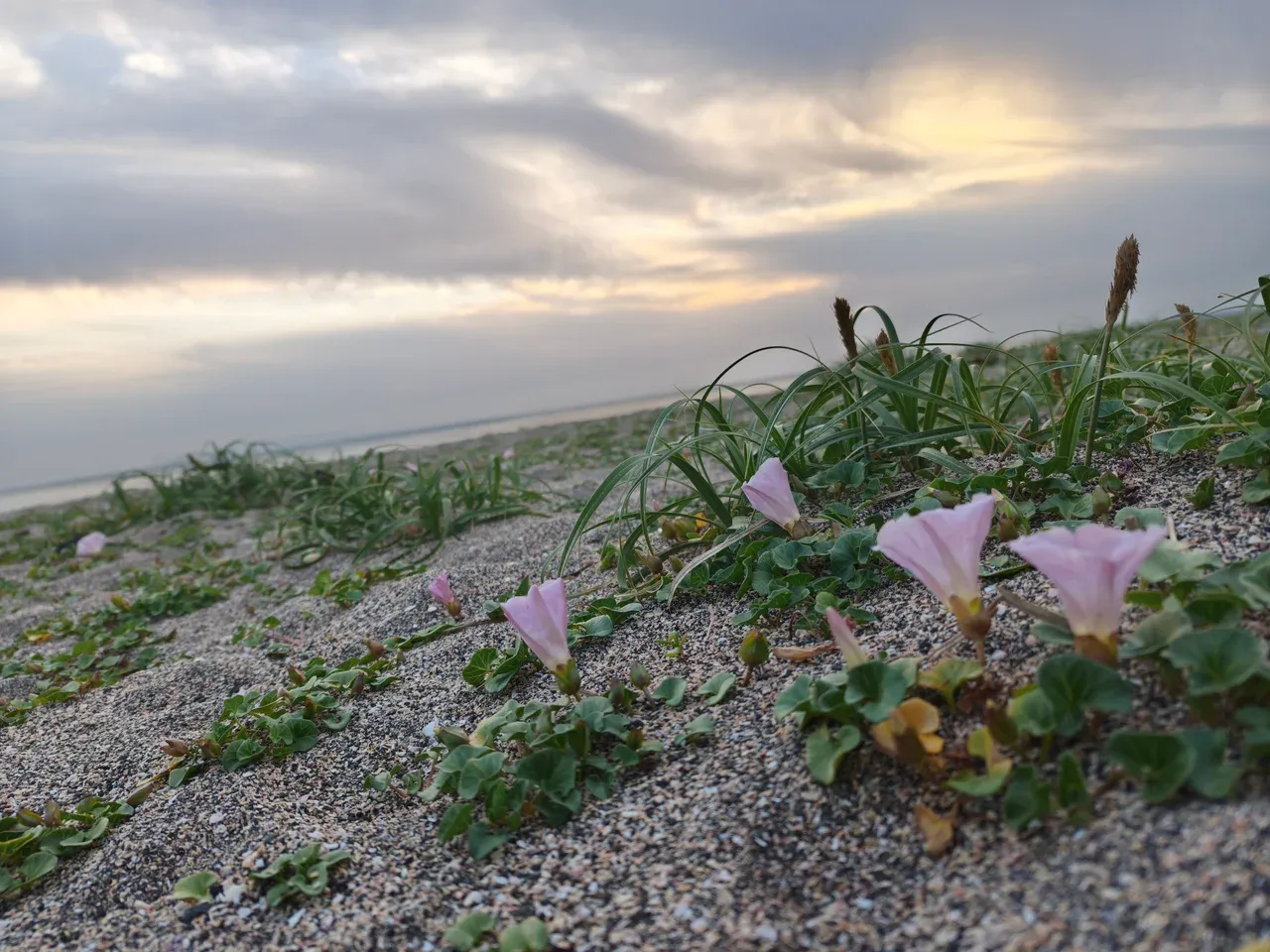 砂浜の花と夕暮れの空